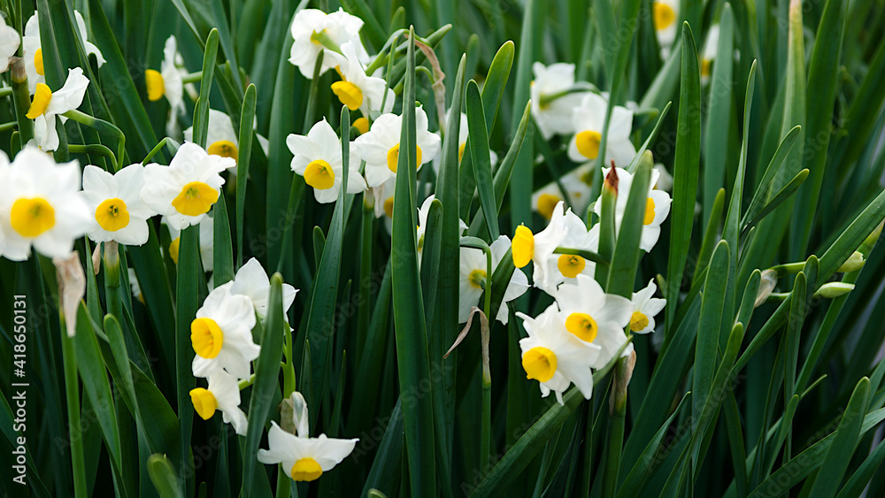 Fototapeta premium white and yellow daffodils