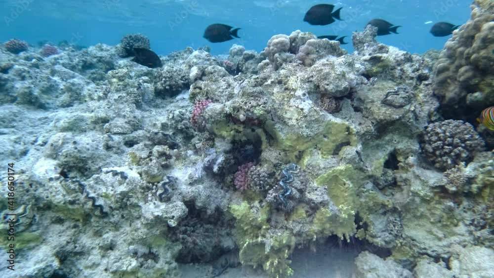 amazing coral reef and fish amazing coral reef and fish