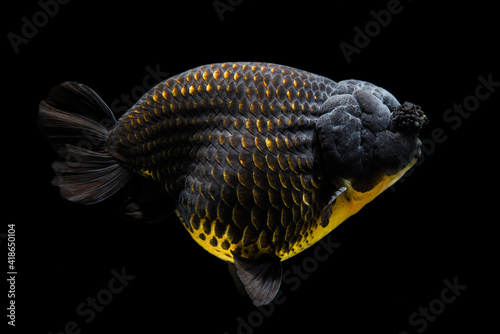 Black Goldfish