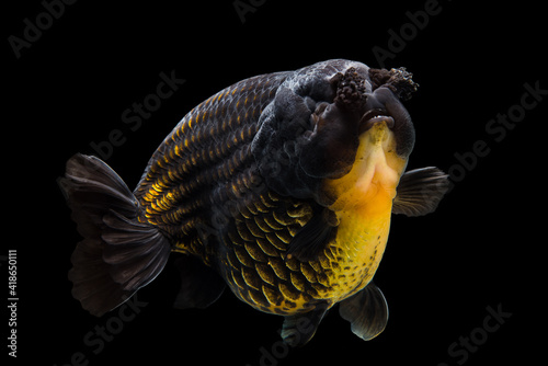 Black Goldfish