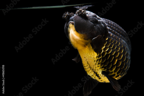 Black Goldfish