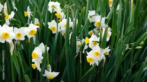 Fototapeta Naklejka Na Ścianę i Meble -  white and yellow daffodils