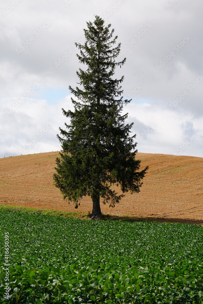 Obraz premium 北海道の美しい自然