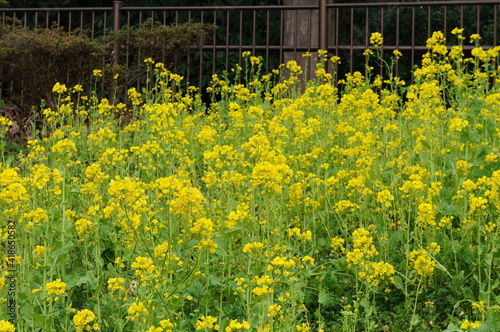 菜の花