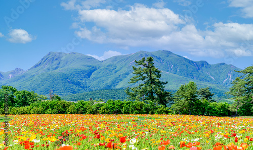 うららかな春の季節
くじゅう連山を背景にポピー花畑風景
日本・九州・大分県 くじゅう花公園2020年新緑
Bright spring season
Poppy flower garden landscape against the backdrop of the Kuju mountain range
Japan / Kyushu / Oita Prefecture Kuju 2020