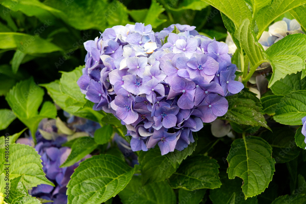 紫陽花 紫陽花