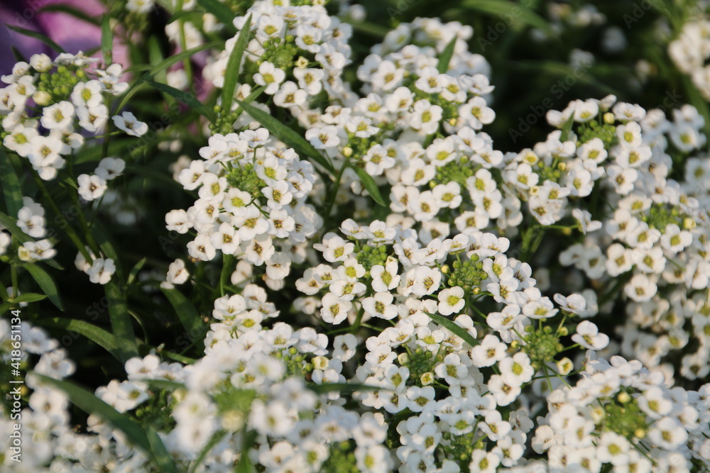 Sweet Alyssum, Banff National Park, Alberta Sweet Alyssum, Banff National Park, Alberta