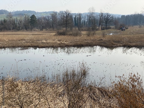 Stille Reuss or Stilli Rüss (Stilli Ruess) in the natural protection zone Aargau Reuss river plain (Naturschutzzone Aargauische Auen in der Reussebene), Rottenschwil - Switzerland (Schweiz) photo