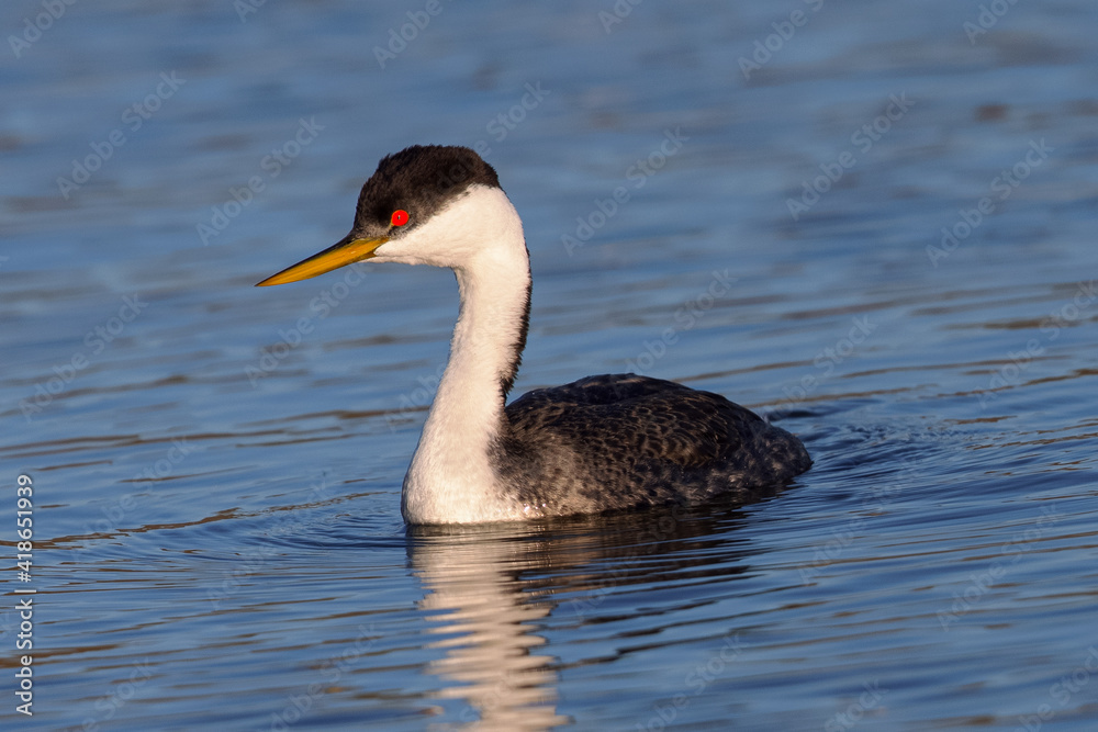 Close view of a Western grebe, seen in a North California marsh