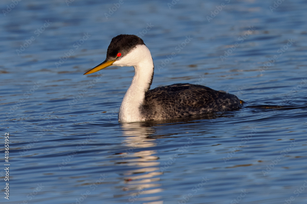 Close view of a Western grebe, seen in a North California marsh Close view of a Western grebe, seen in a North California marsh