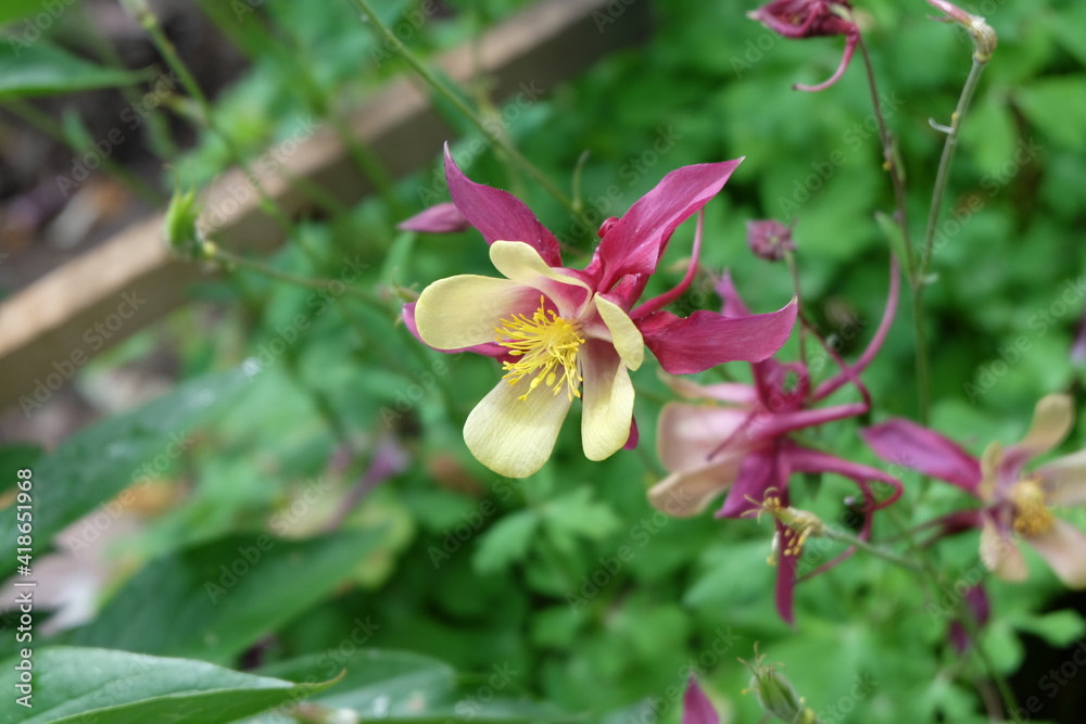 Beautiful summer flowers in the garden Beautiful summer flowers in the garden
