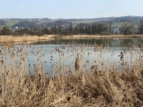 Stille Reuss or Stilli Rüss (Stilli Ruess) in the natural protection zone Aargau Reuss river plain (Naturschutzzone Aargauische Auen in der Reussebene), Rottenschwil - Switzerland (Schweiz) photo