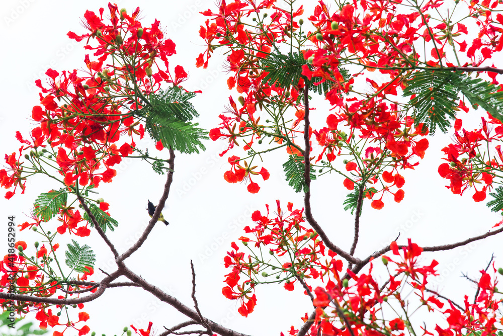 Poinciana Poinciana