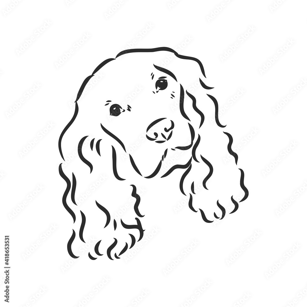Fototapeta premium dog breed Cocker Spaniel muzzle, sketch vector graphics black and white drawing