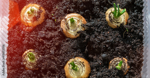 Bright sunlight illuminated young onion bulbs growing in pot with black soil.