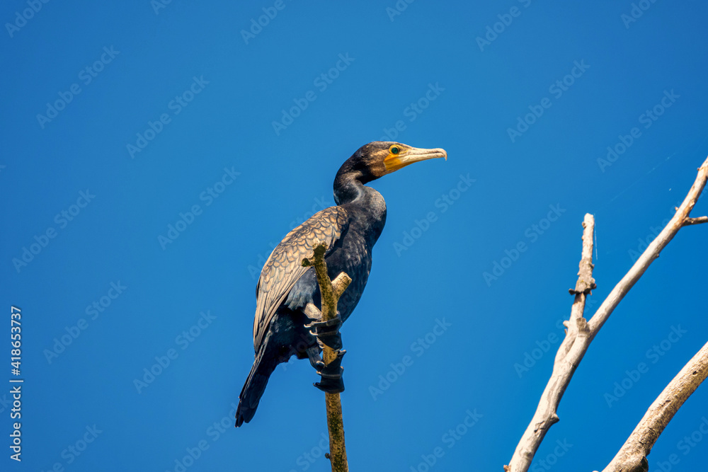 Fototapeta premium Great cormorant Phalacrocorax carbo , also known as the great black cormorant