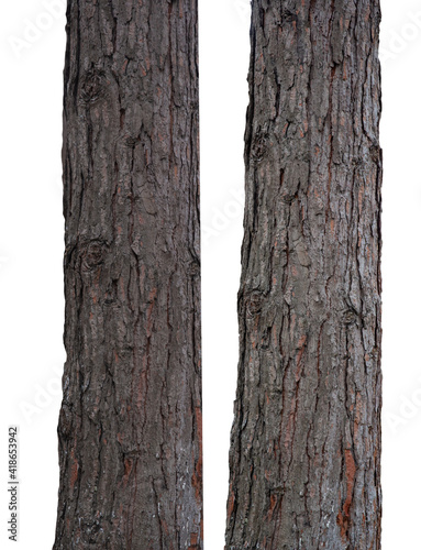 bark of a tree