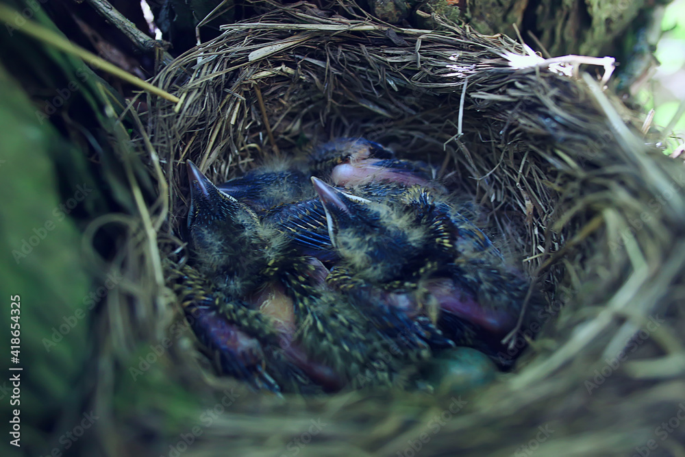 Fototapeta premium blackbird nest with little chicks, nature spring forest
