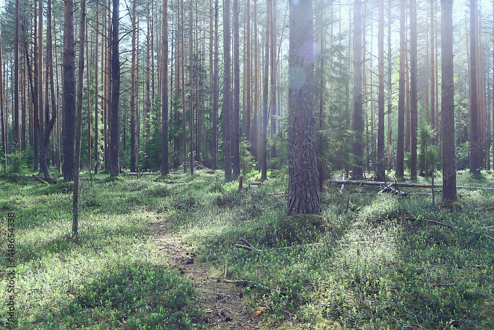 Fototapeta premium spring forest landscape, abstract fresh, seasonal nature view, green trees sun rays morning