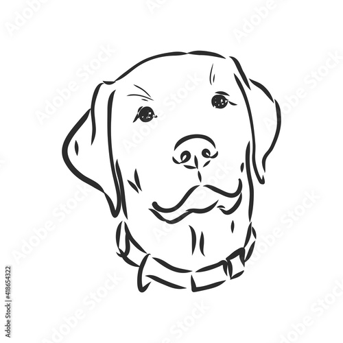 Vector image of an dog labrador on white background