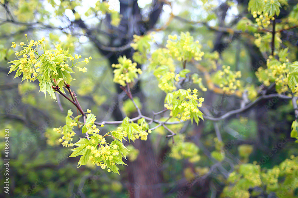 blooming maple branches, spring detail flowers on a tree branch blooming maple branches, spring detail flowers on a tree branch