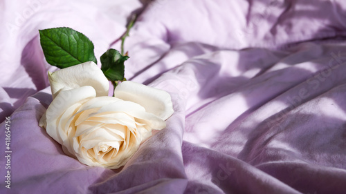 Cuadro en lienzo rosebud in sunlight, cream blossom in purple lavender bedsheets with sunlight an