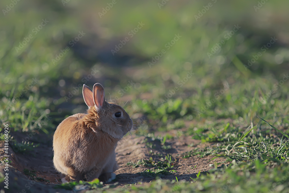Fototapeta premium spring rabbit in a green field, easter symbol, beautiful april easter background