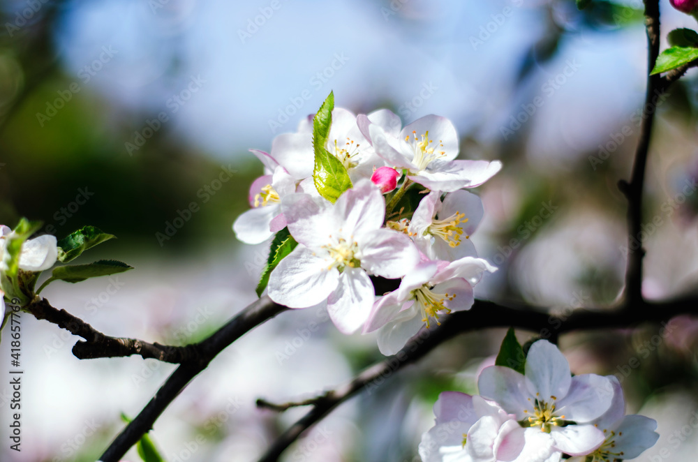 A branch of an apple tree is blooming. A branch of an apple tree is blooming.