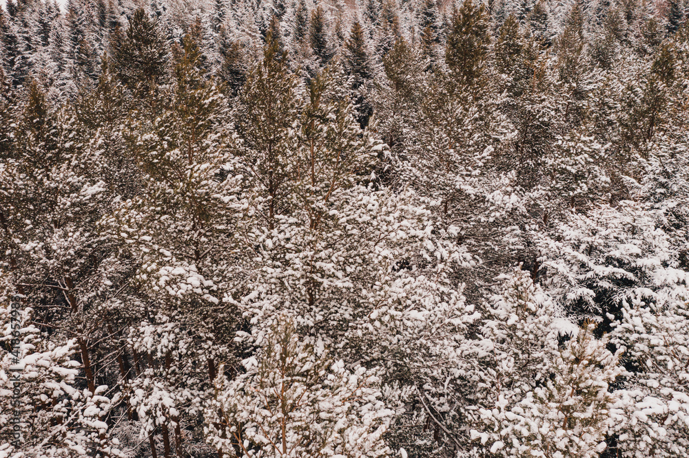 Winter evergreen forest, nature view from aerial view, snow-covered trees. Winter evergreen forest, nature view from aerial view, snow-covered trees.