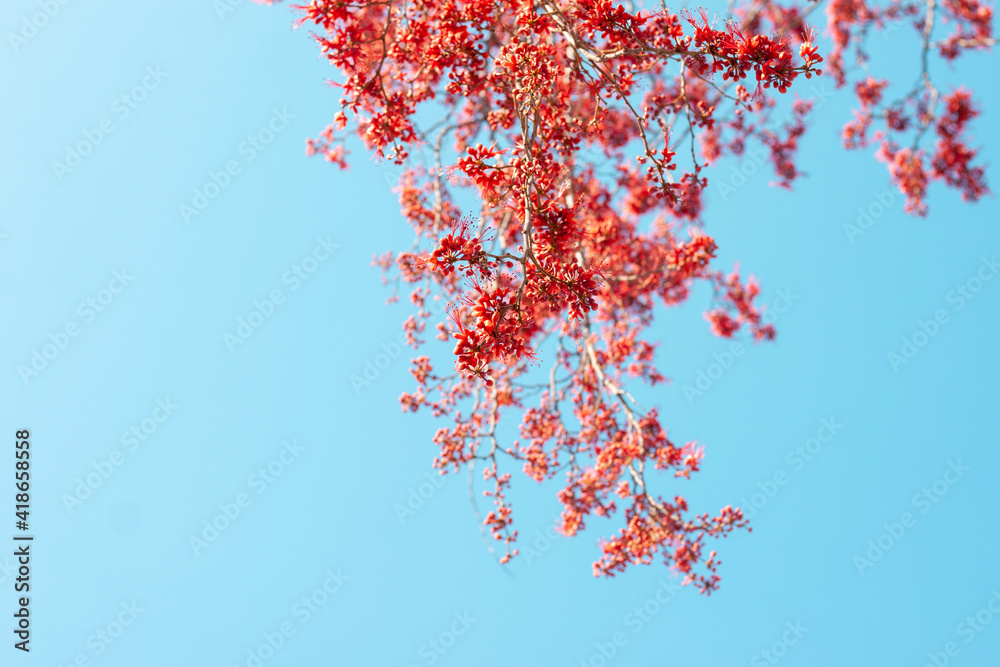Red flower of Monkey Flower Tree, Fire of Pakistan (Phyllocarpus septentrionalis Donn. Smith) bloom on tree in the garden on blue sky background. Red flower of Monkey Flower Tree, Fire of Pakistan (Phyllocarpus septentrionalis Donn. Smith) bloom on tree in the garden on blue sky background.