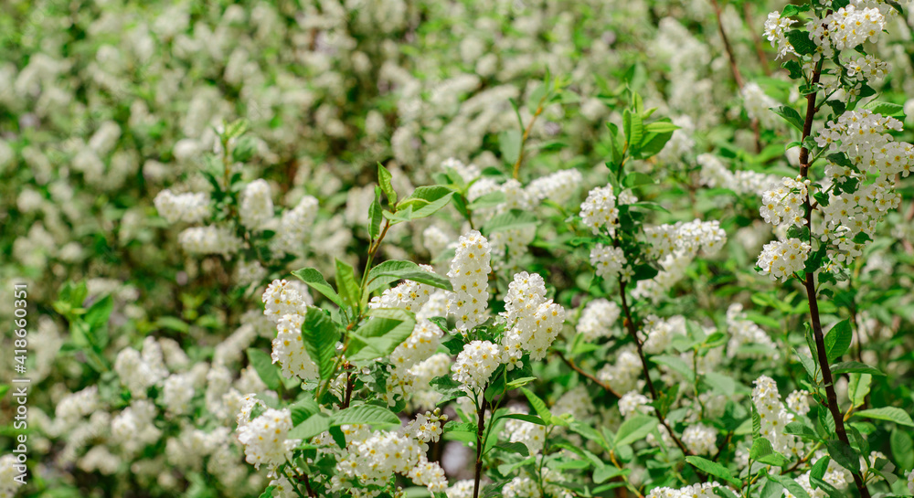 Blooming branch of bird cherry in the spring garden. White flowers on a background of green leaves, natural background, spring blooming concept. Muted green tint. Banner. Blooming branch of bird cherry in the spring garden. White flowers on a background of green leaves, natural background, spring blooming concept. Muted green tint. Banner.