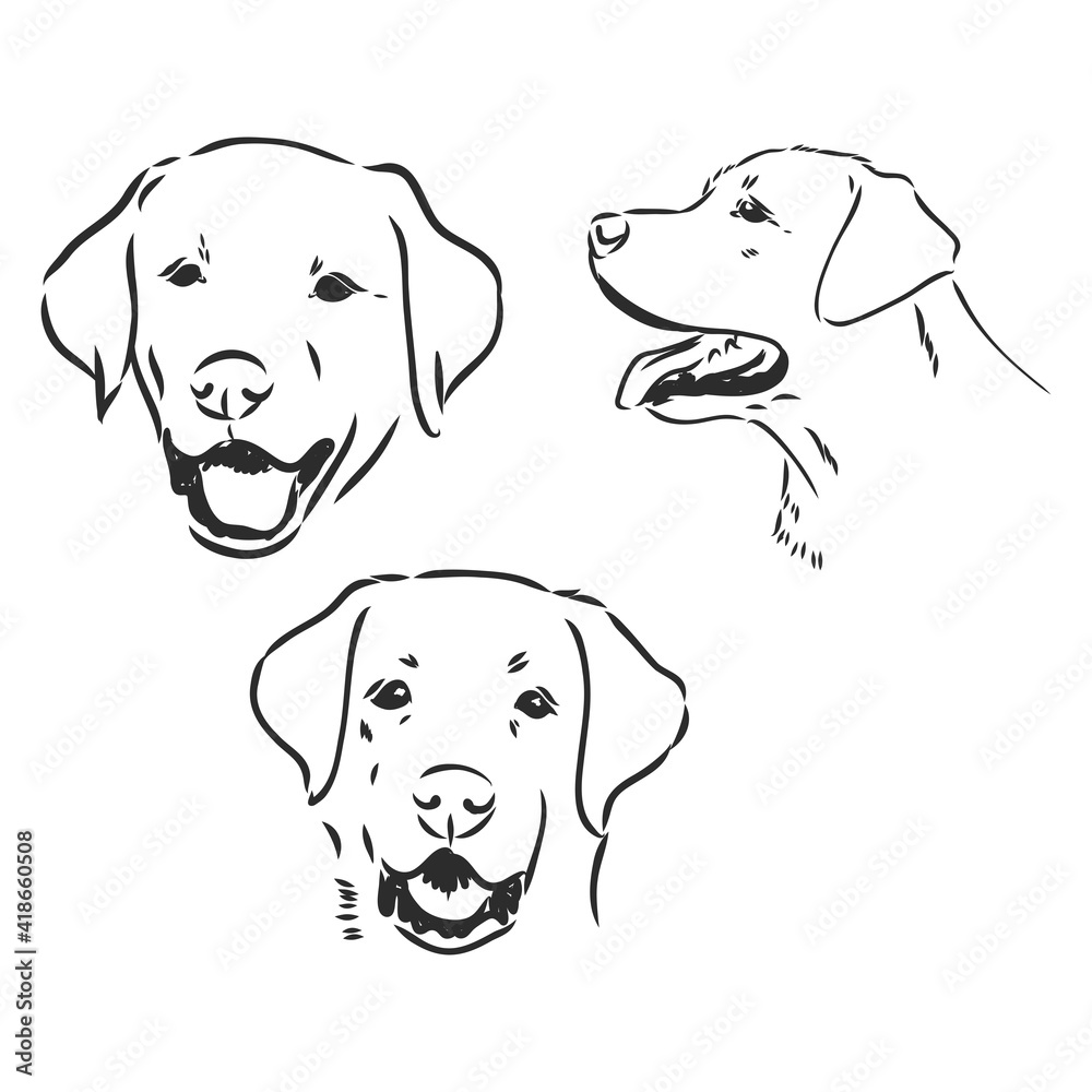 Fototapeta premium Vector image of an dog labrador on white background