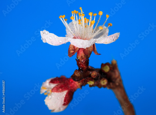 Macro of bud and blossom