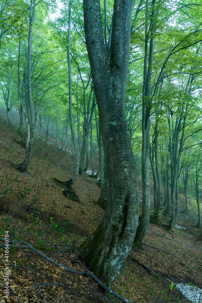 Obraz premium うっすらと霧がかかるブナの森