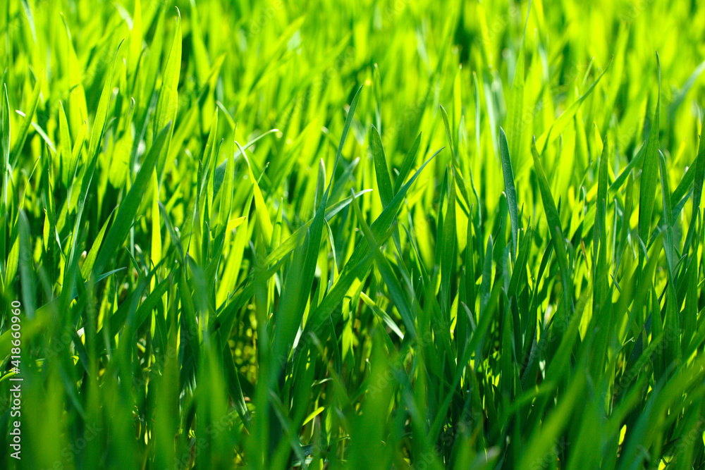 Fresh grass on spring time farmland Fresh grass on spring time farmland