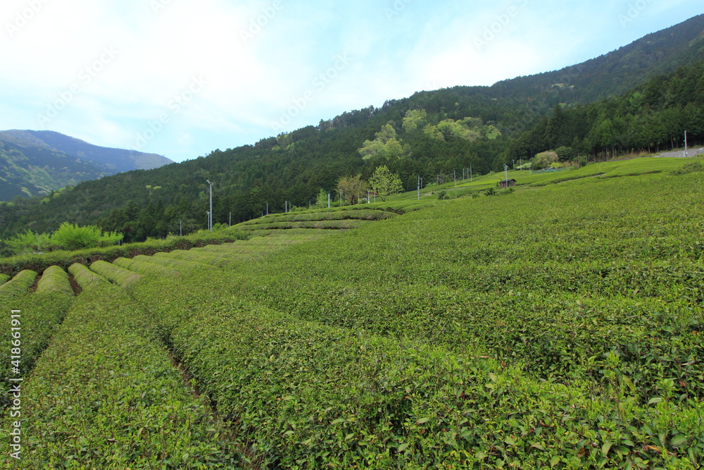天空の茶畑　岐阜県上ヶ流地区は岐阜のマチュピチュと言われている
