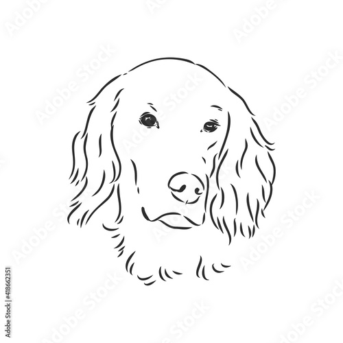 Dog Hand Drawn. English setter. Vector illustration isolated