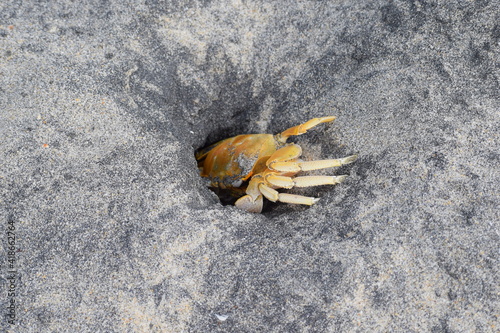 The Crab on the seashore. Location: Kerala, India Date 21-10-2018