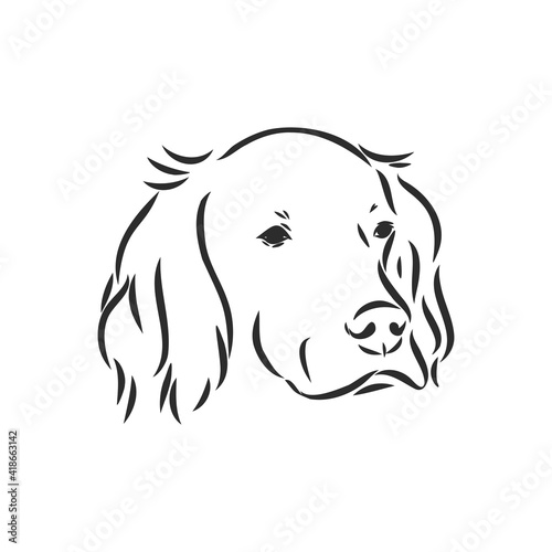Dog Hand Drawn. English setter. Vector illustration isolated
