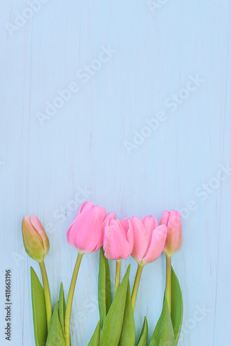 Fototapeta Naklejka Na Ścianę i Meble -  Beautiful bouquet of pink tulips with water drops on blue paint wooden background. Flat lay, copy space. Spring greeting card concept