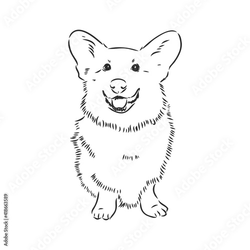 Vector portrait of welsh corgi pembroke. Hand drawn domestic dog illustration. Vector illustration for decoration, design logotype, leaflet, catalog, pet shops, veterinary clinics