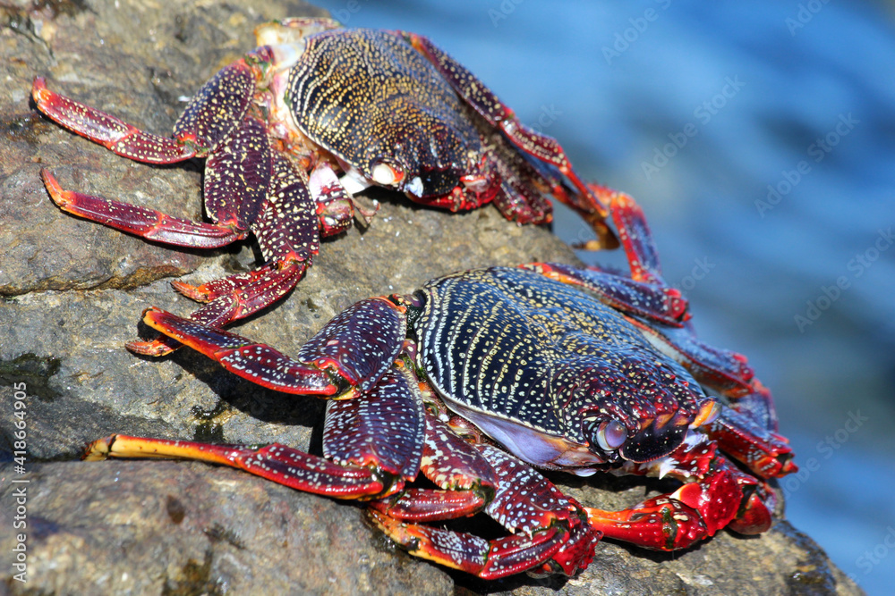 rote_Klippenkrabbe rote_Klippenkrabbe