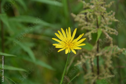 flowers ofmeadow salsify, Tragopogon pratensis, photo