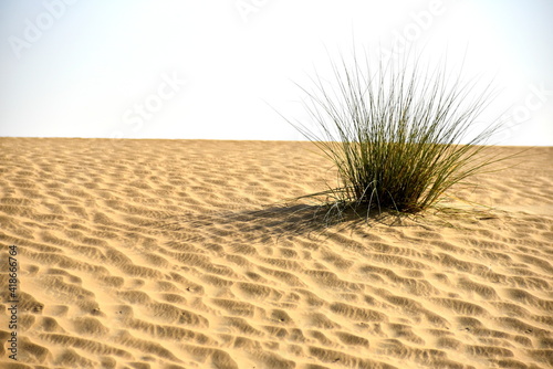 Around Al Qudra Lake desert viewing of the sand and plant in the desert, Dubai, United Arab Emirates