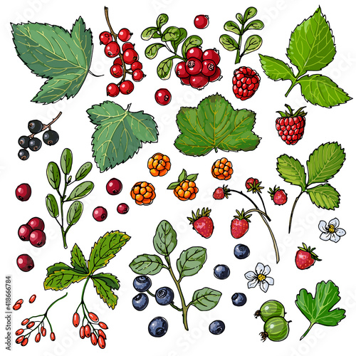 Berries and leaves. Wild berries painted line on a white background. Cranberry, cranberries, currants, raspberries, strawberries, blueberries