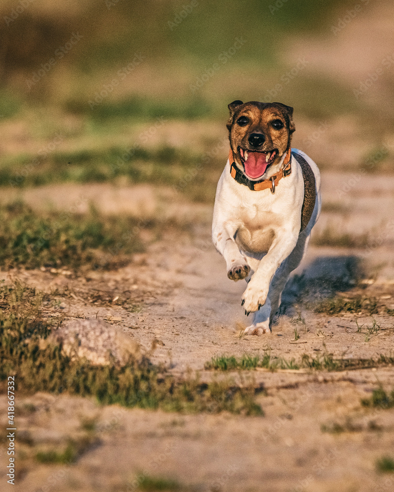 Young thoroughbred Jack Russell Terrier playing on a summer field.