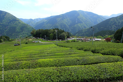 天空の茶畑 岐阜県上ヶ流地区は岐阜のマチュピチュと言われている