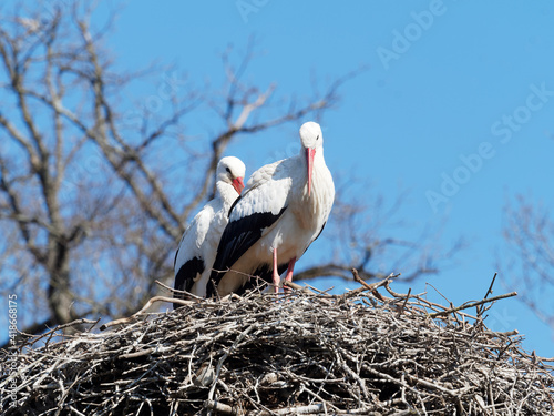 White stork or Ciconia ciconia male and female on their nest platform on pylon with white plumage, black wings, long red pointed beak and red legs, necks slightly forward perched