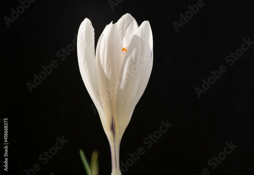 white crocus flower with black background 