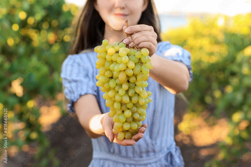 Female winegrower with ripe grapes in vineyard Female winegrower with ripe grapes in vineyard